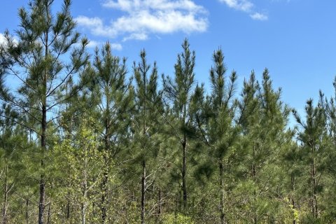 Terreno en venta en Caryville, Florida № 560557 - foto 1
