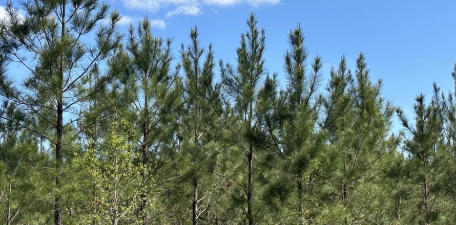 Terreno en Caryville, Florida № 560557