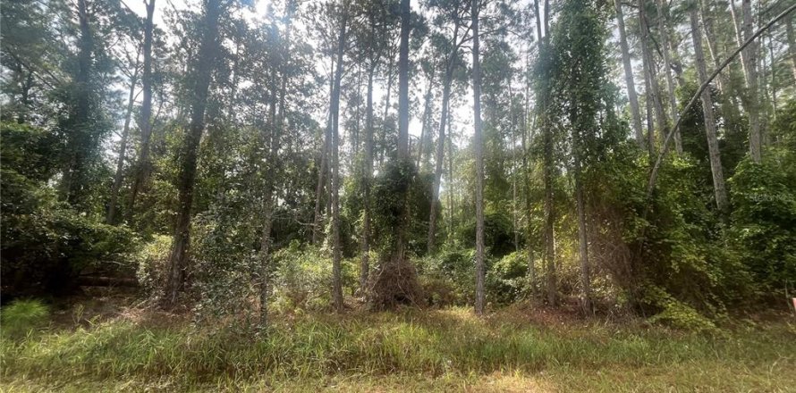 Land in Georgetown, Florida № 2163731