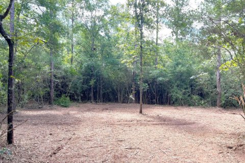 Land in Westville, Florida № 558570 - photo 1