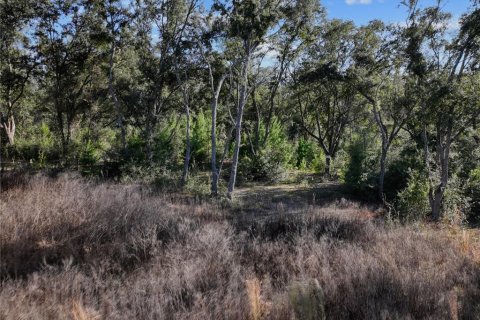 Land in Bronson, Florida № 2166156 - photo 5