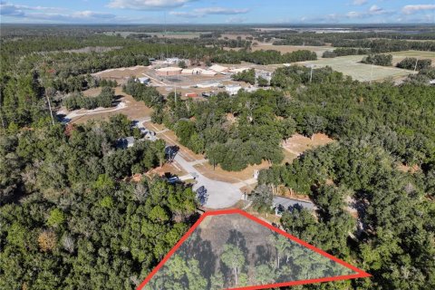 Land in Bronson, Florida № 2166156 - photo 2