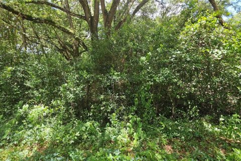 Land in Summerfield, Florida № 2162423 - photo 2
