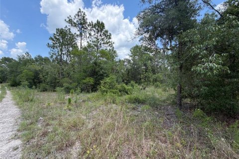 Land in Williston, Florida № 2229435 - photo 7