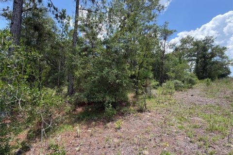 Land in Williston, Florida № 2229435 - photo 3