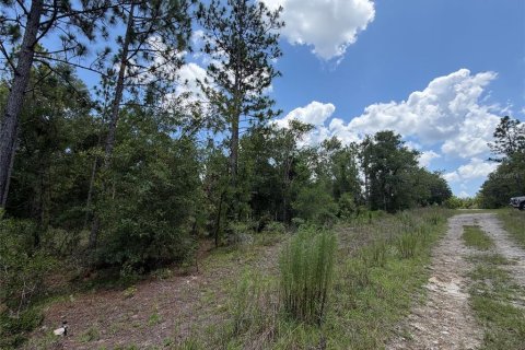 Land in Williston, Florida № 2229435 - photo 5