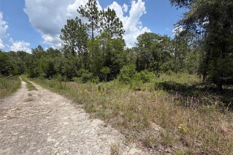 Land in Williston, Florida № 2229435 - photo 6