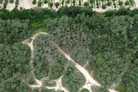 Land in Lake Wales, Florida № 1219758 - photo 7