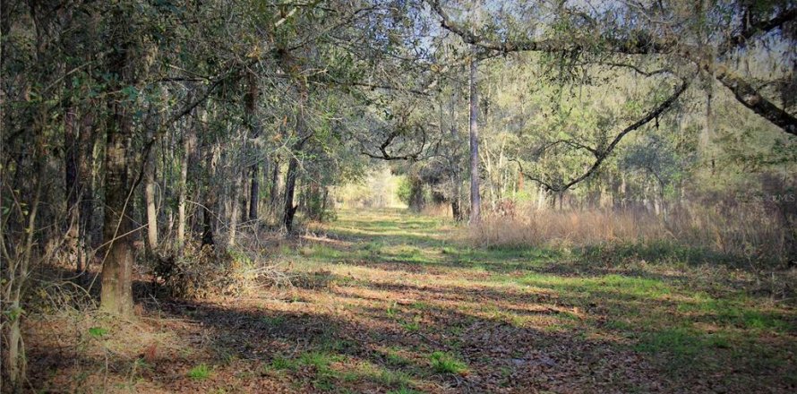 Terreno en Webster, Florida № 1517216
