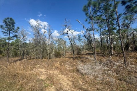 Terrain à Williston, Floride № 2228718