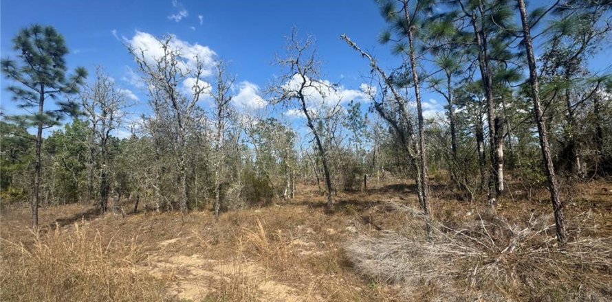Terrain à Williston, Floride № 2228718