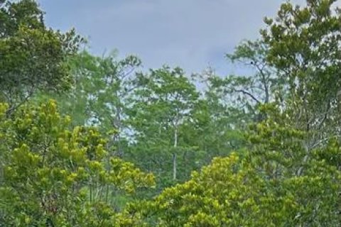 Land in Ocklawaha, Florida № 2219422