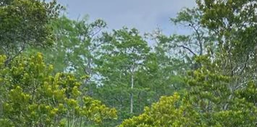 Land in Ocklawaha, Florida № 2219422