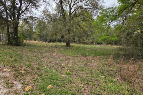 Terrain à vendre à Williston, Floride № 2233061 - photo 4