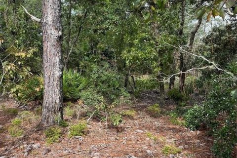 Land in Dunnellon, Florida № 2373023 - photo 8