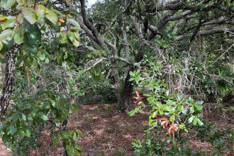 Land in Dunnellon, Florida № 2373023 - photo 6