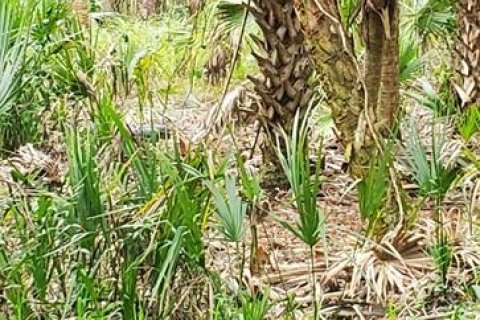 Land in Lake Wales, Florida № 259738 - photo 2