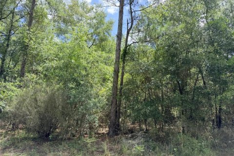 Terreno en venta en Bronson, Florida № 2226270 - foto 4