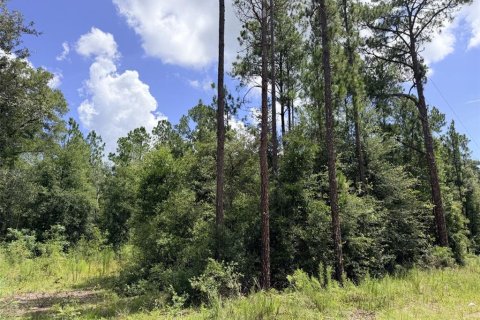 Terreno en venta en Bronson, Florida № 2226270 - foto 7