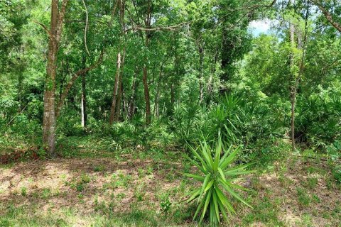Terrain à New Port Richey, Floride № 2162509