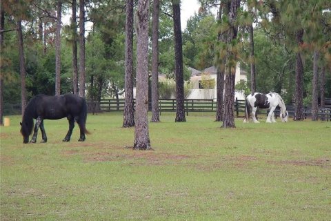 Land in Beverly Hills, Florida № 1858391 - photo 8