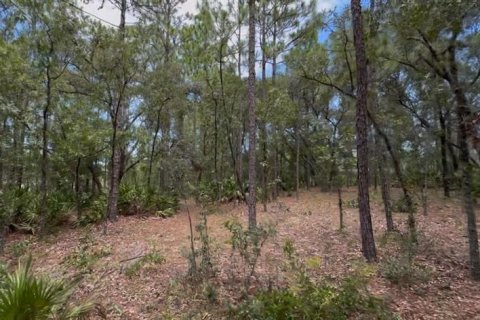 Land in Beverly Hills, Florida № 1858391 - photo 7