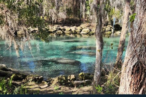 Land in Beverly Hills, Florida № 1858391 - photo 4
