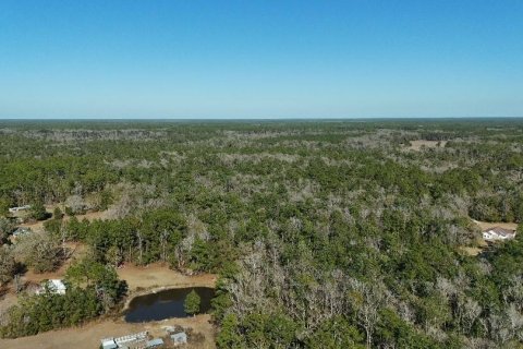 Land in Sopchoppy, Florida № 2148210 - photo 9