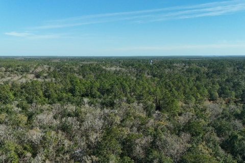 Land in Sopchoppy, Florida № 2148210 - photo 6