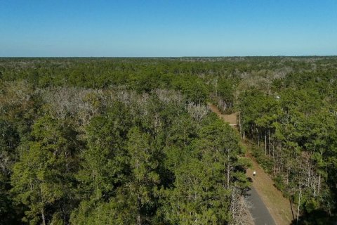 Land in Sopchoppy, Florida № 2148210 - photo 3