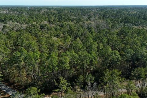Land in Sopchoppy, Florida № 2148210 - photo 13
