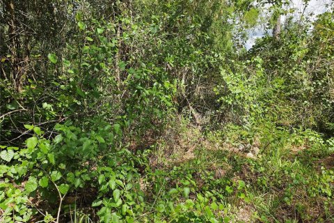 Land in Spring Hill, Florida № 1865949 - photo 5