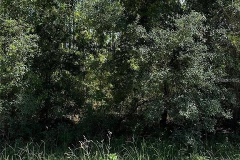 Terrain à Williston, Floride № 2238184