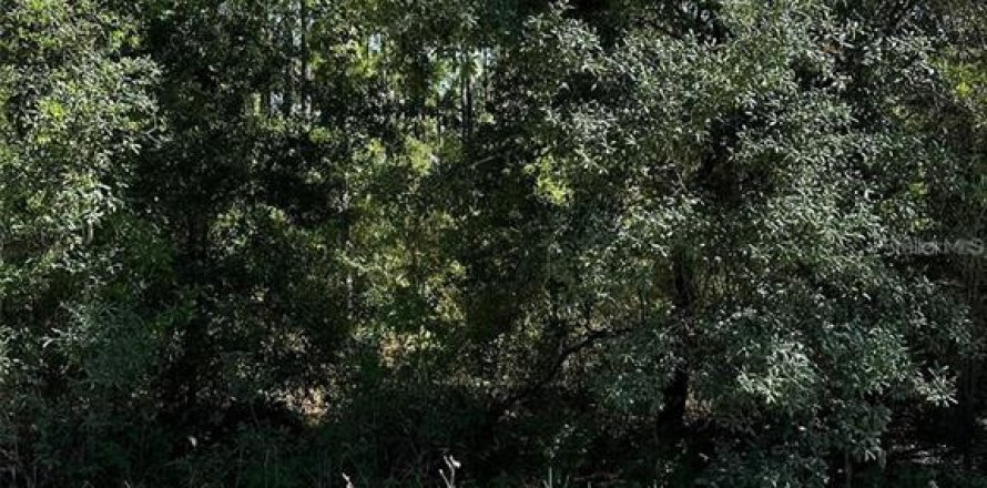 Terrain à Williston, Floride № 2238184