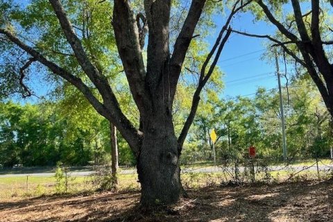 Land in Bell, Florida № 1879221 - photo 8