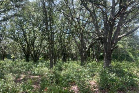 Land in Bell, Florida № 1879221 - photo 14