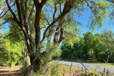 Land in Bell, Florida № 1879221 - photo 9