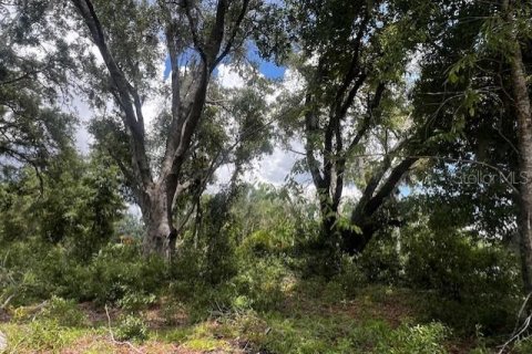Land in Bell, Florida № 1879221 - photo 12