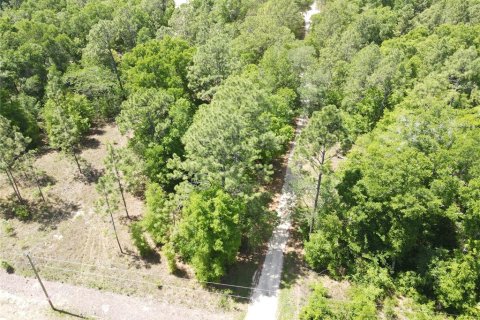 Land in Ocala, Florida № 2164184 - photo 4