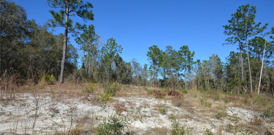 Land in Ocala, Florida № 2160887