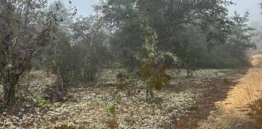 Terreno en Interlachen, Florida № 850918