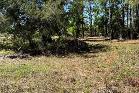 Terreno en venta en Webster, Florida № 1105929 - foto 12