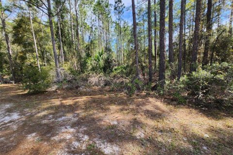 Land in Georgetown, Florida № 2160666 - photo 6