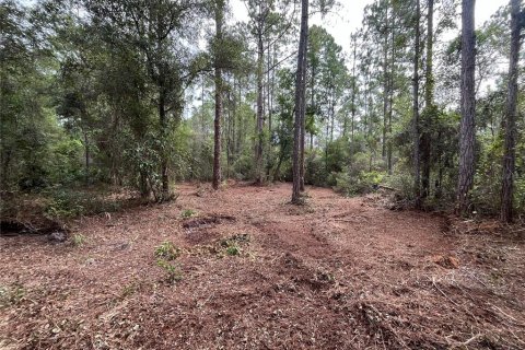 Land in Georgetown, Florida № 2165093 - photo 7