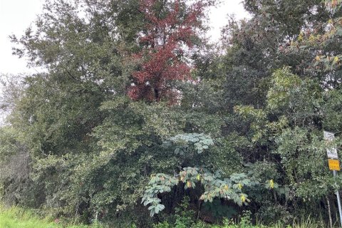 Land in Ocala, Florida № 2383983