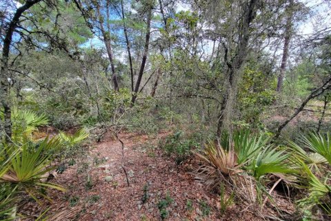Terrain à vendre à Ocala, Floride № 1917121 - photo 7