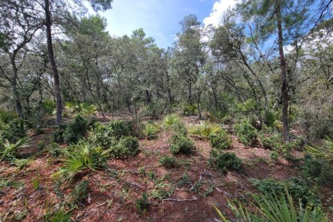 Terrain à vendre à Ocala, Floride № 1917121 - photo 12