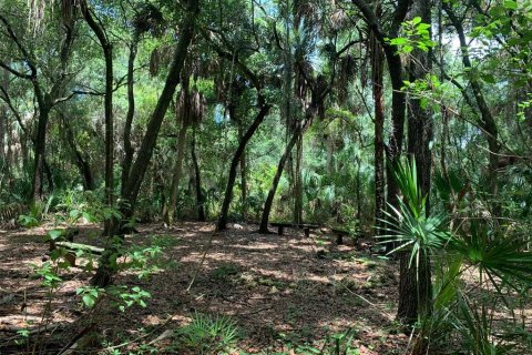 Land in Tarpon Springs, Florida № 1520005 - photo 9