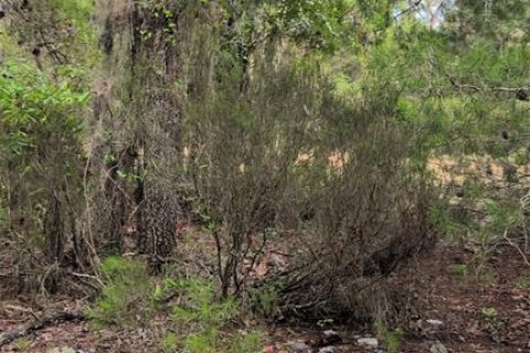 Land in Interlachen, Florida № 2258327 - photo 3