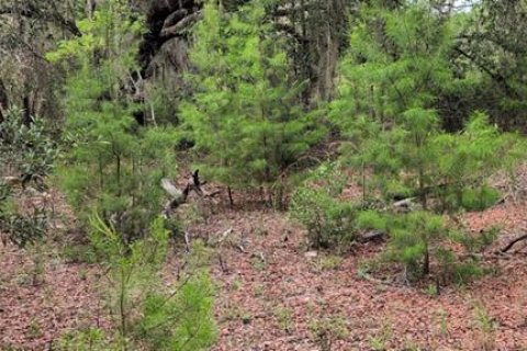 Land in Interlachen, Florida № 2258327 - photo 2